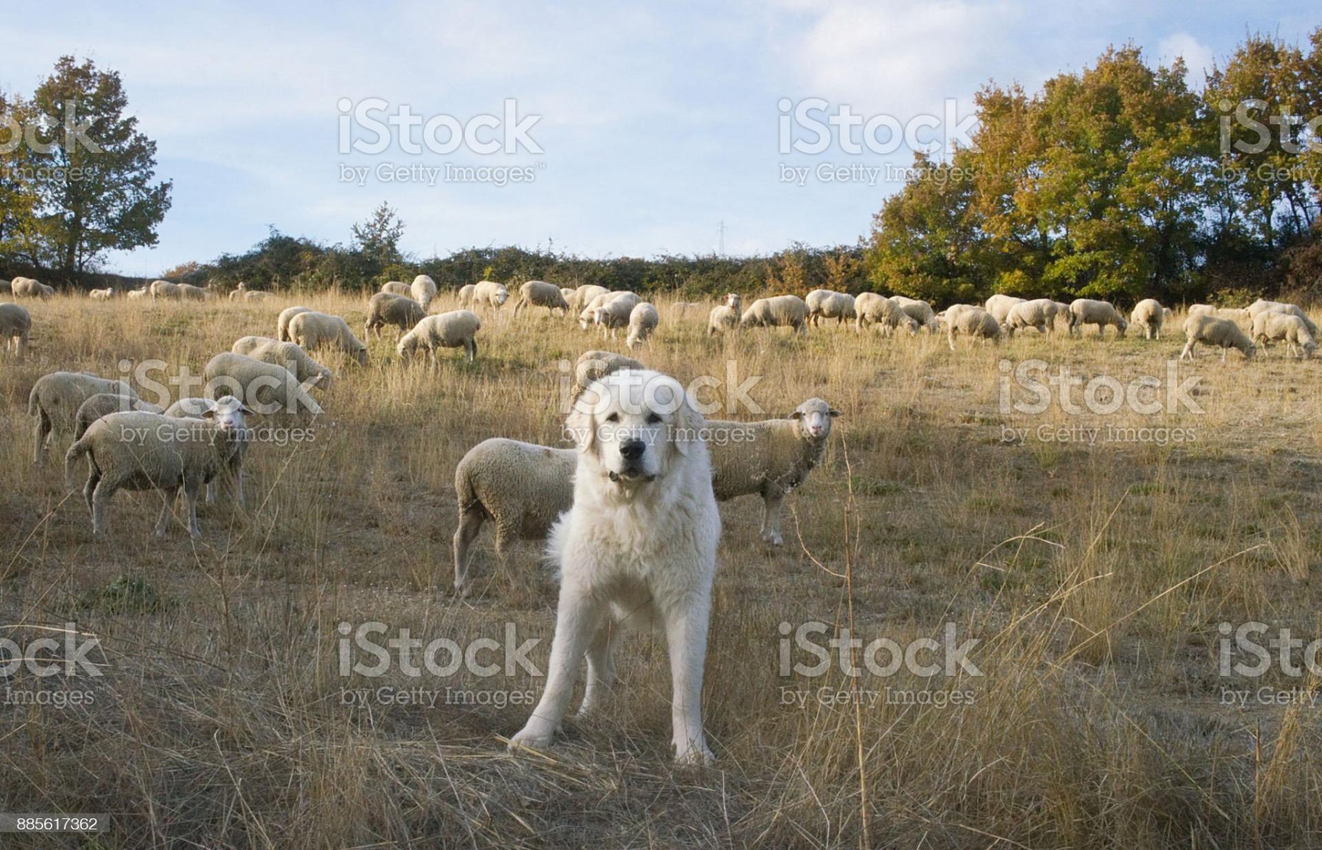 Istockphoto 885617362 2048x2048